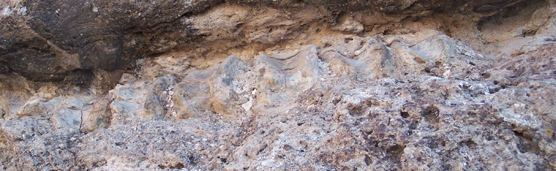 Dinosaur vertebrae fossil eroding from cliff along Fossil Discovery Trail